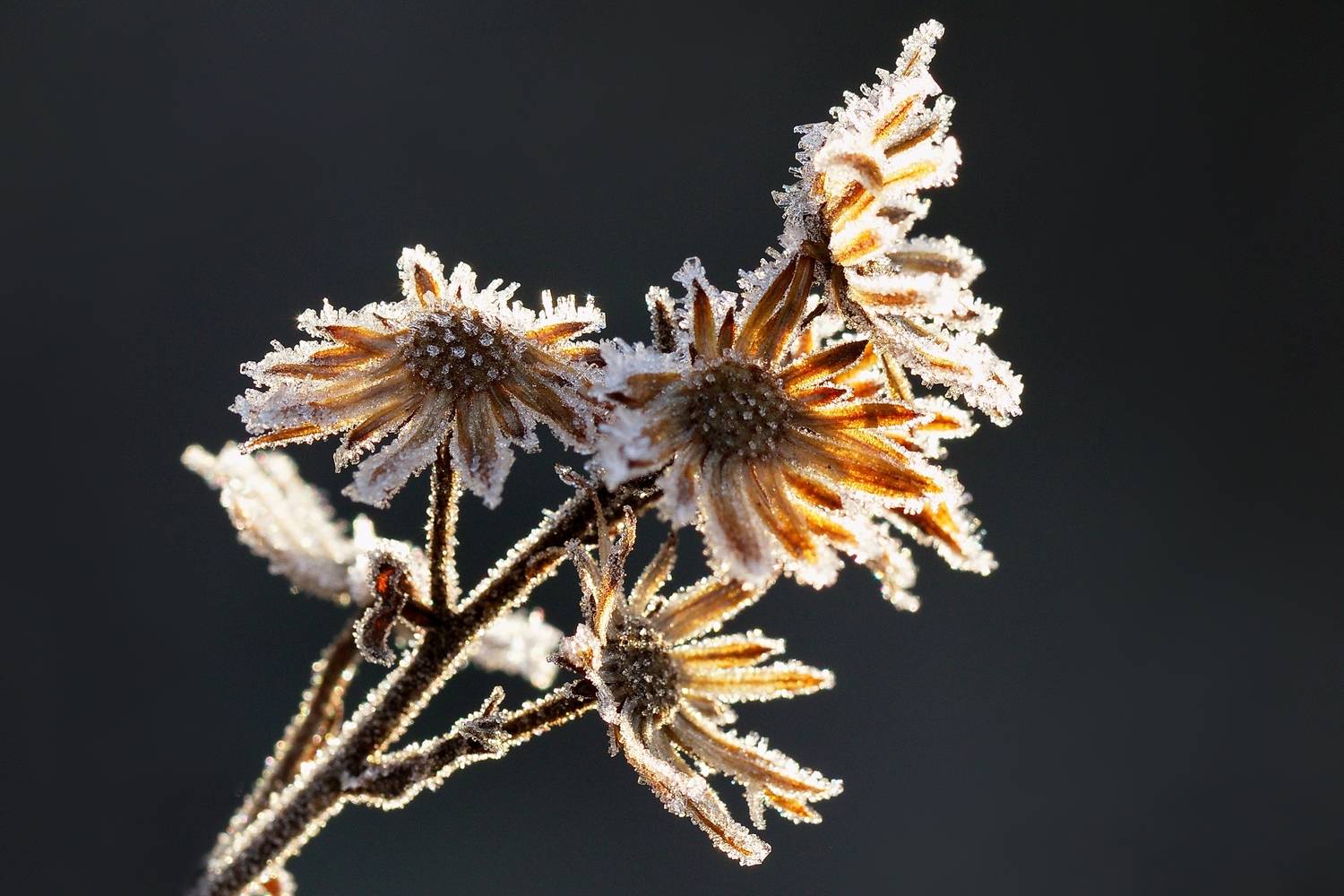 Фотография #13025289