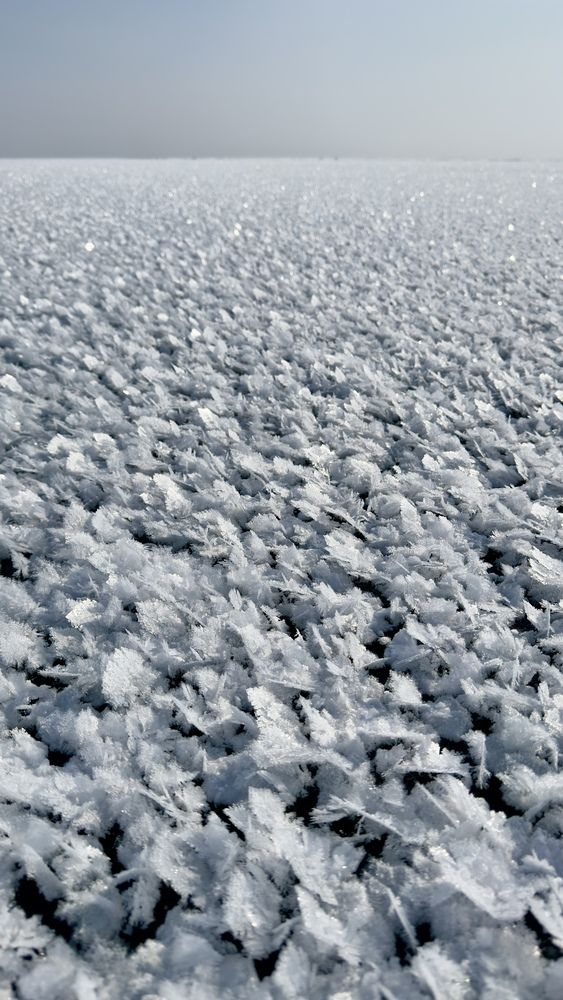 Ледяные цветы