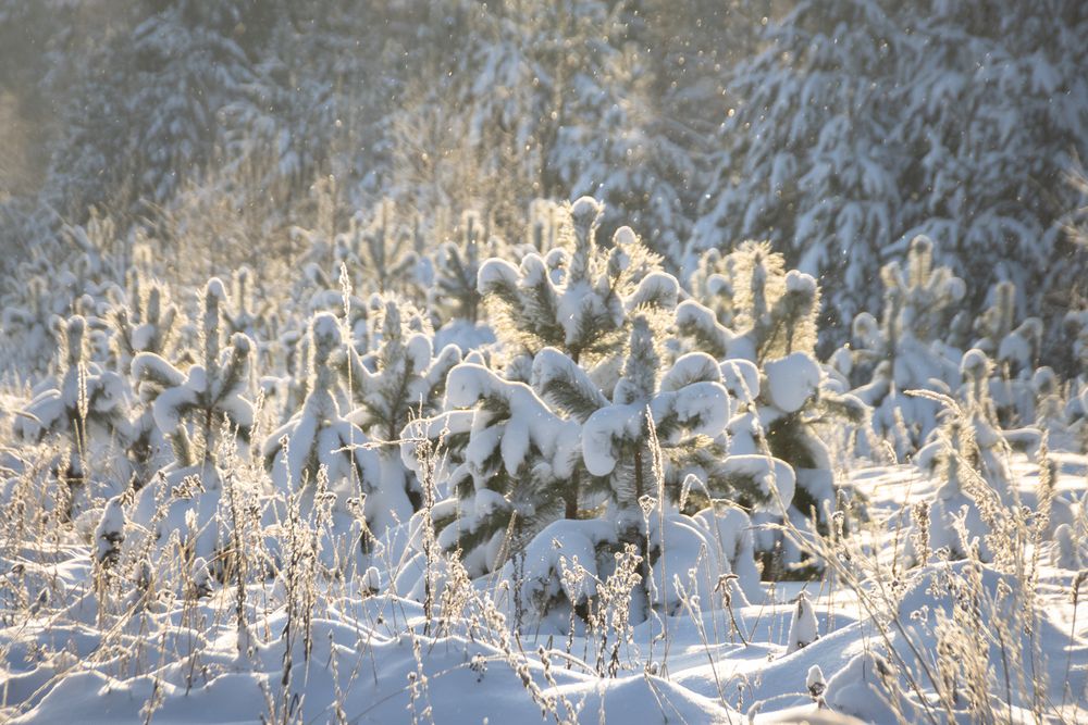 Photograph by Татьяна Романова