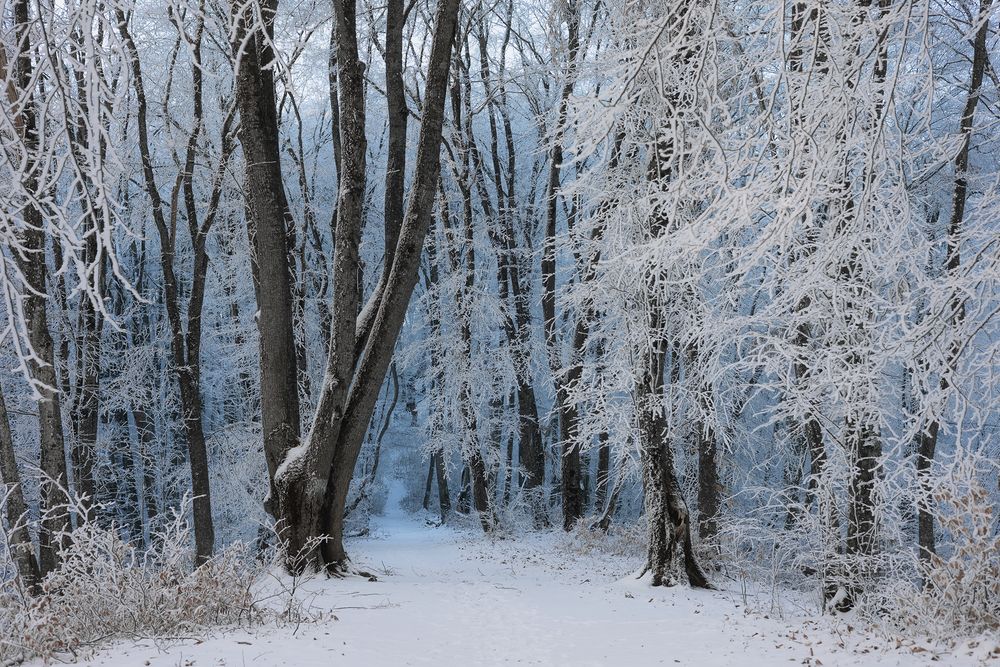 Photograph by Ekaterina Romanova