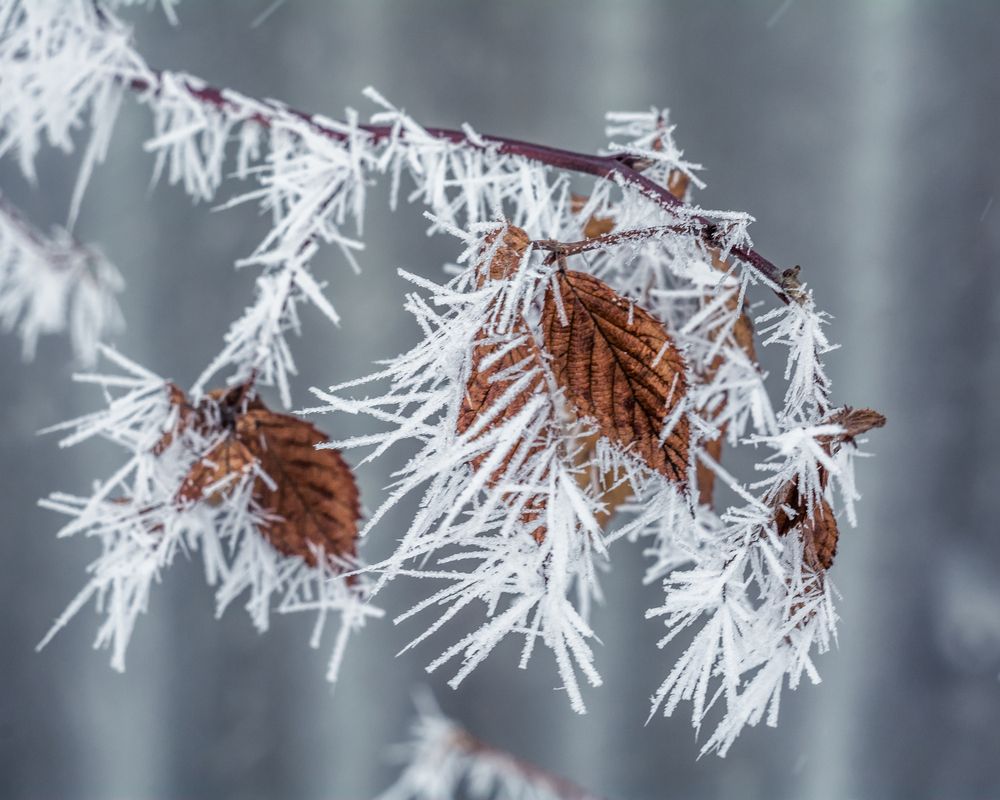 Photograph by Людмила Прибылова