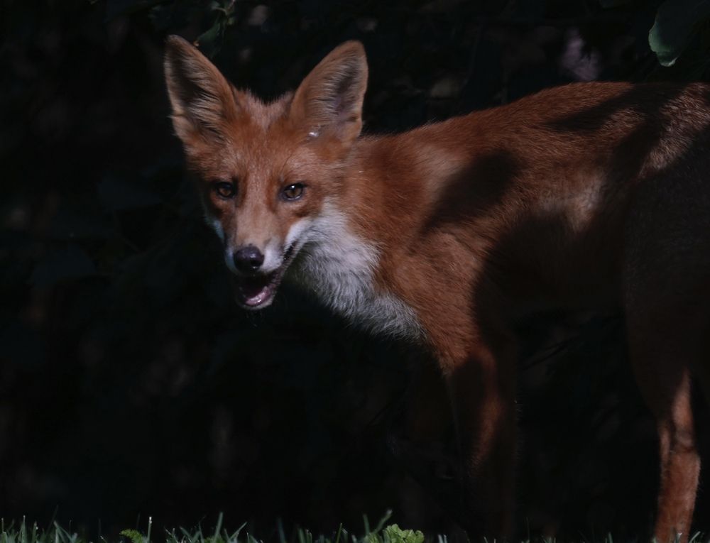 A fox in the shadow