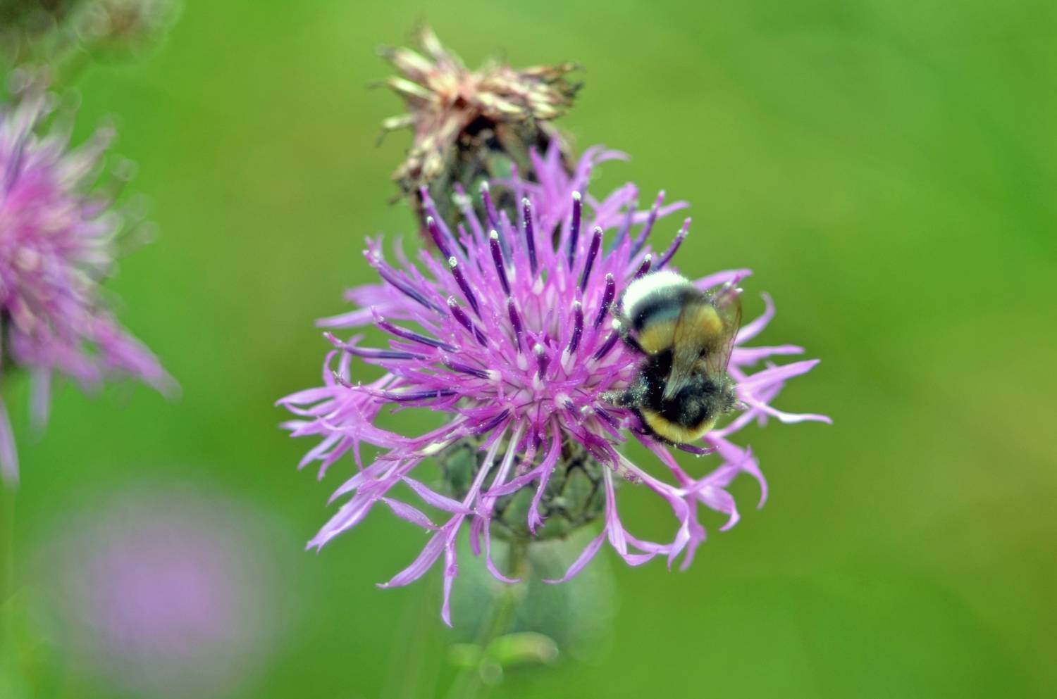 Пчела и цветок