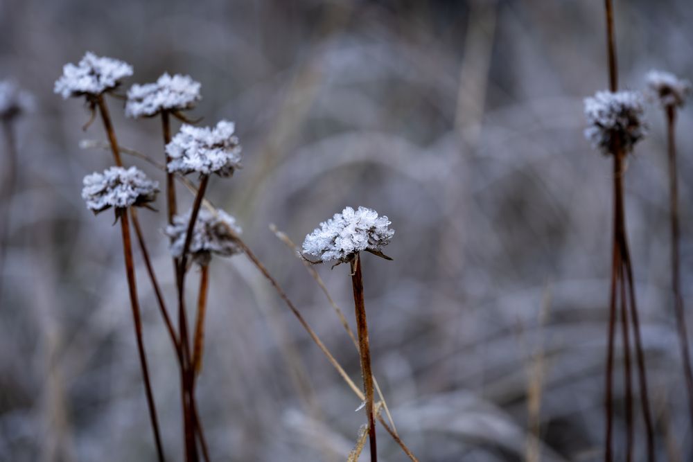 Морозное утро