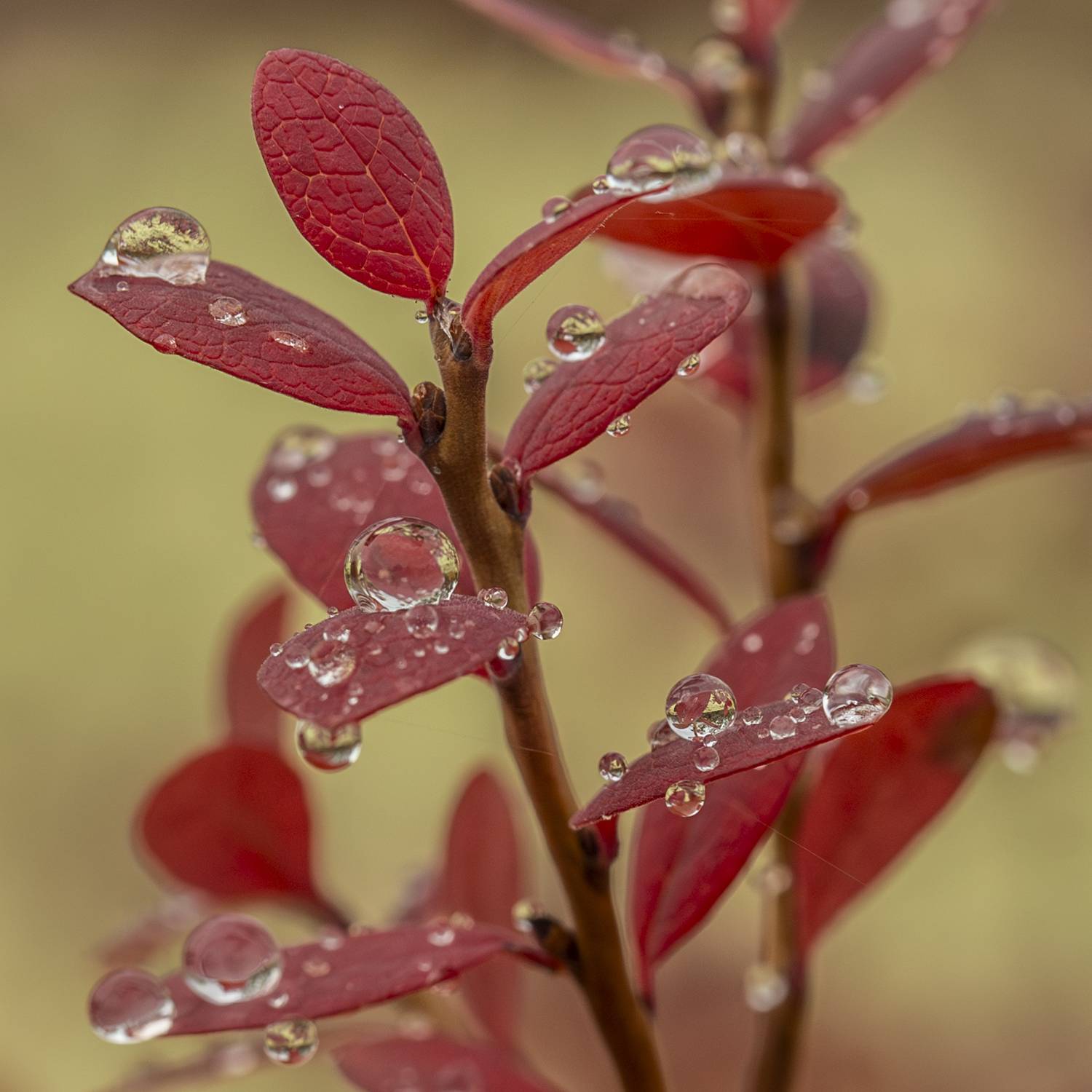 Фотография #13025455