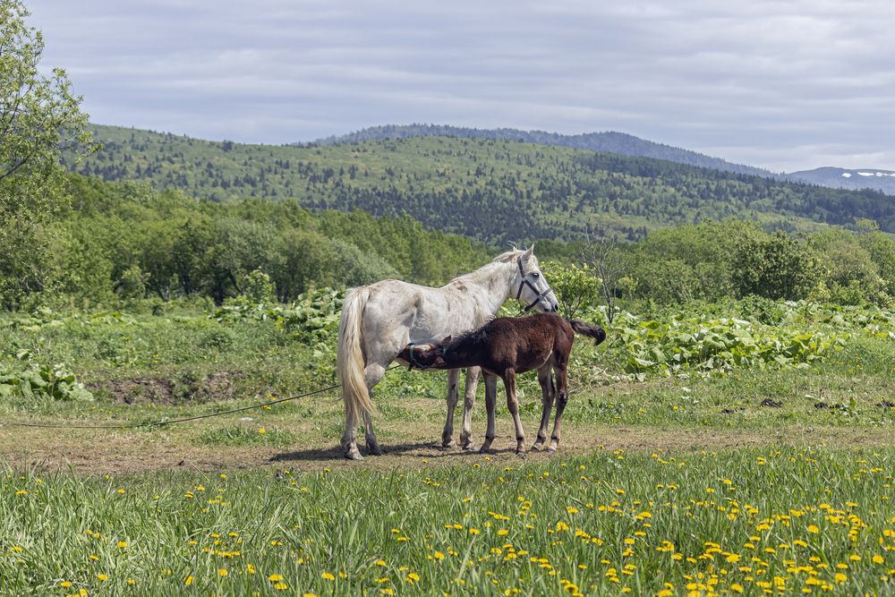 Материнство