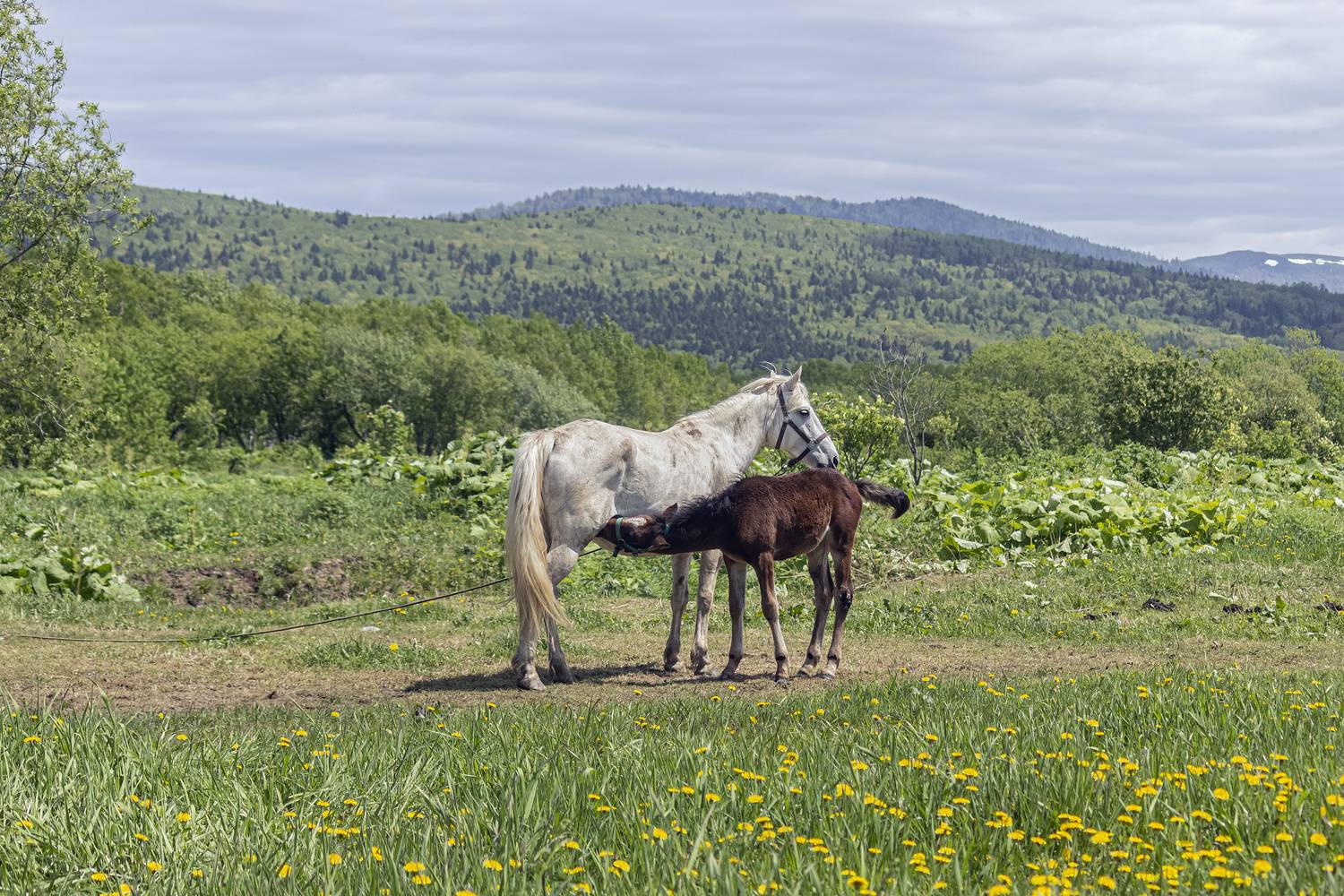 Материнство