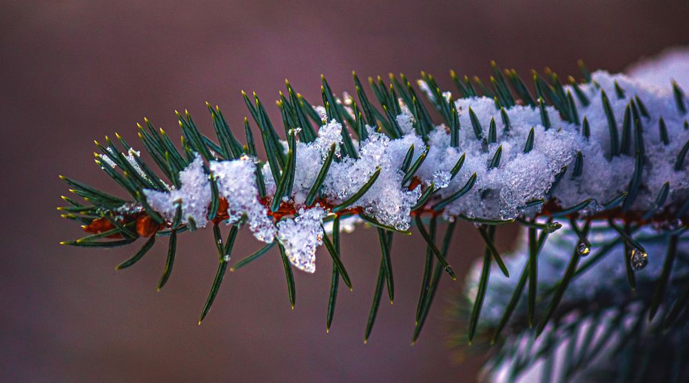 В снежных объятиях
