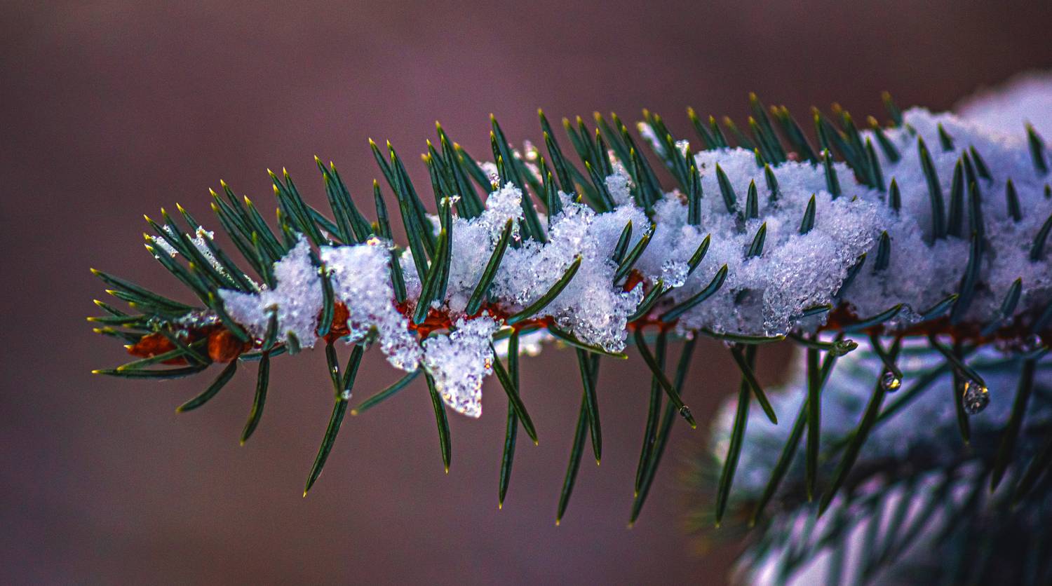 В снежных объятиях