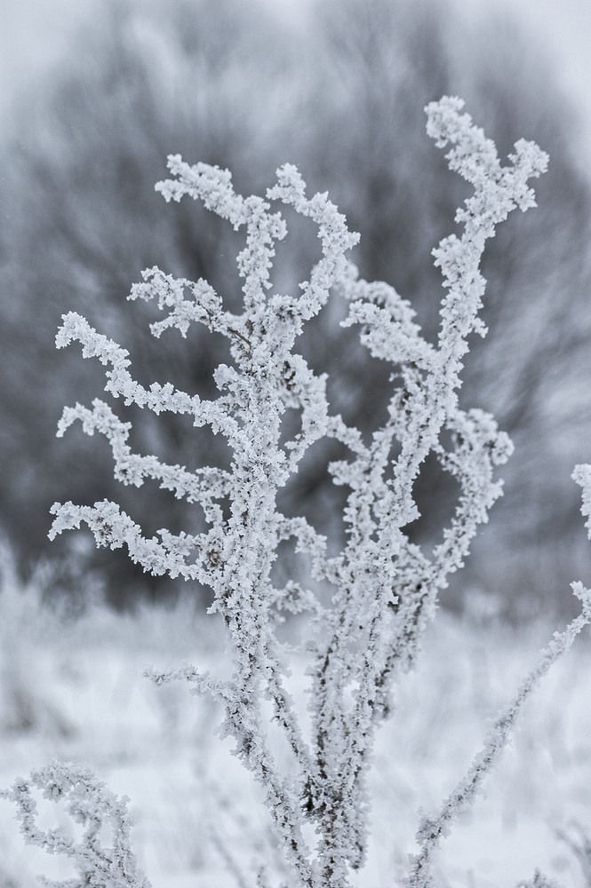 Photograph by Vladimir  Komarov
