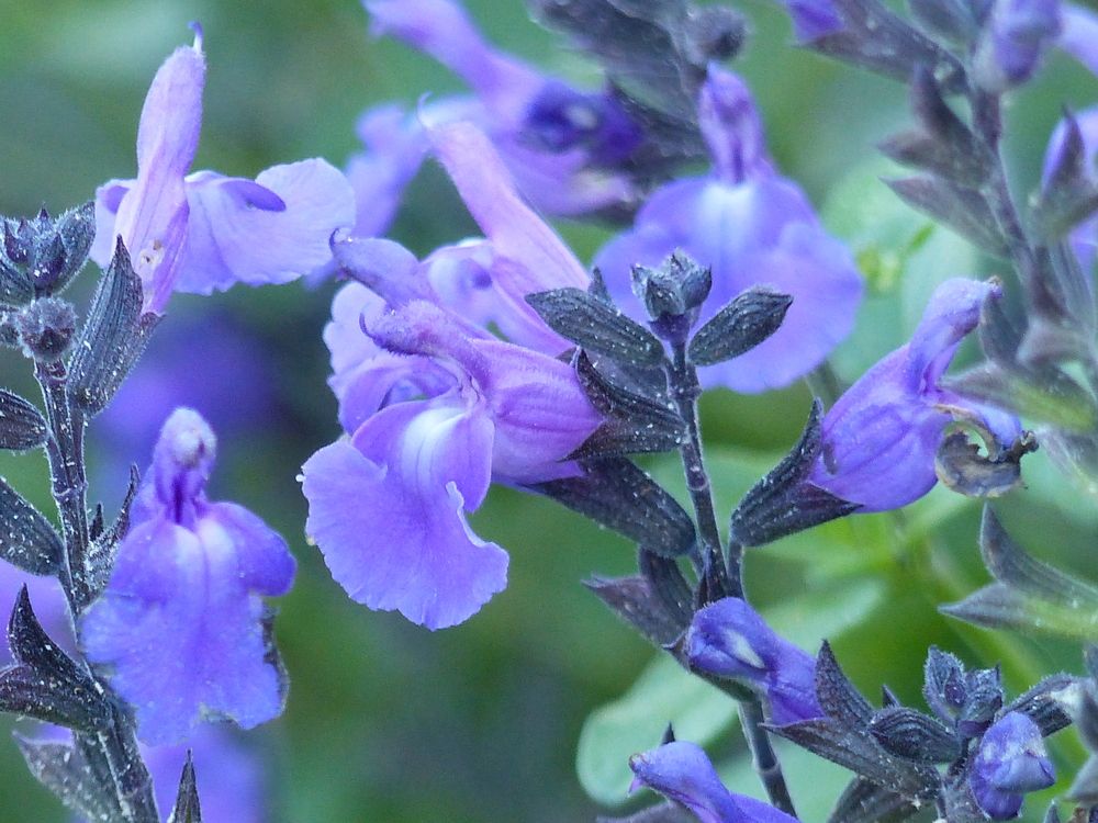 Photograph by Isabella Northrop