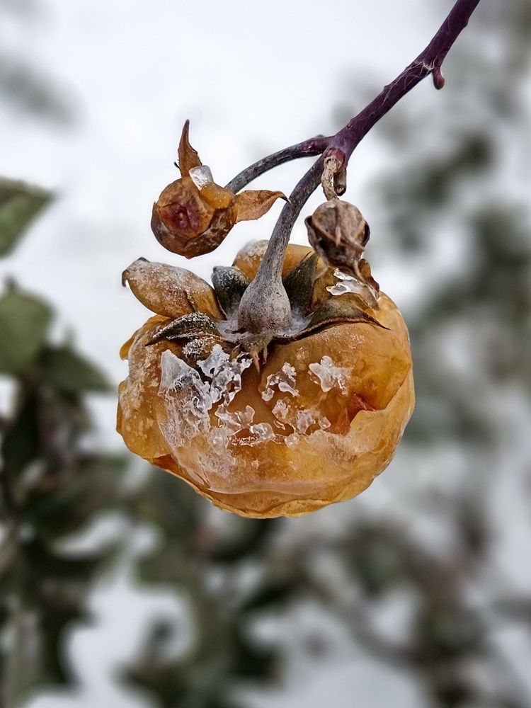 Снежная королева