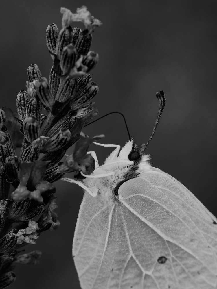 Photograph by Valentin Korotky-Adamenko