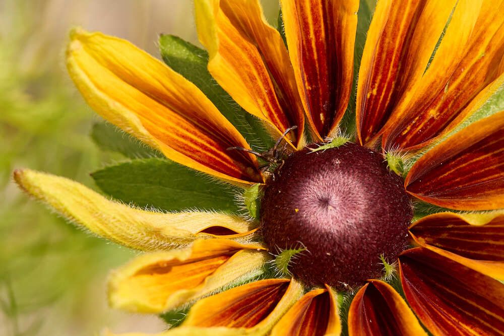 Photograph by Valentin Korotky-Adamenko