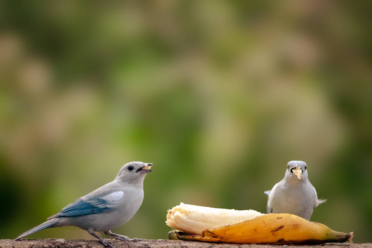 Casal de senha Sul se alimentando.