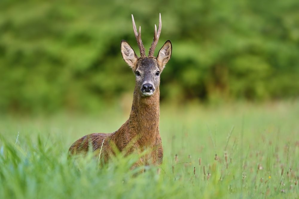 deer after the rain