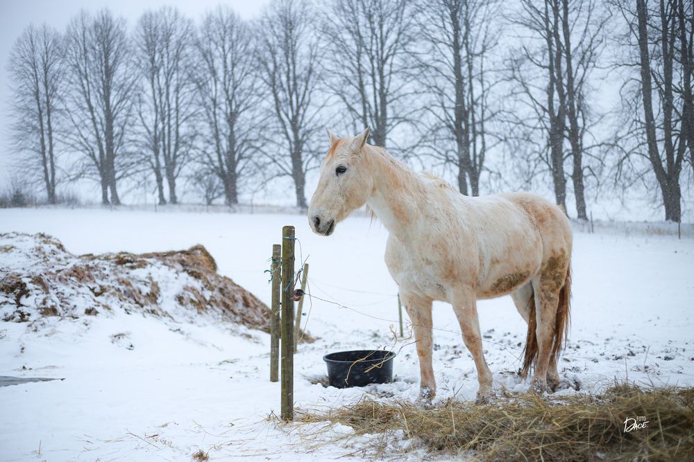 Фотография автора Dace Laukmane