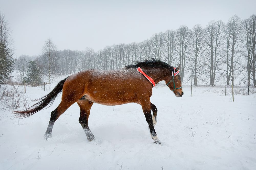 Фотография автора Dace Laukmane
