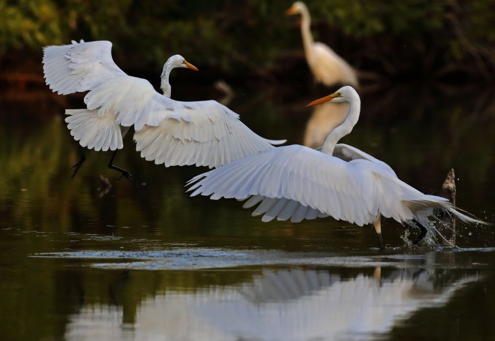 Белый танец