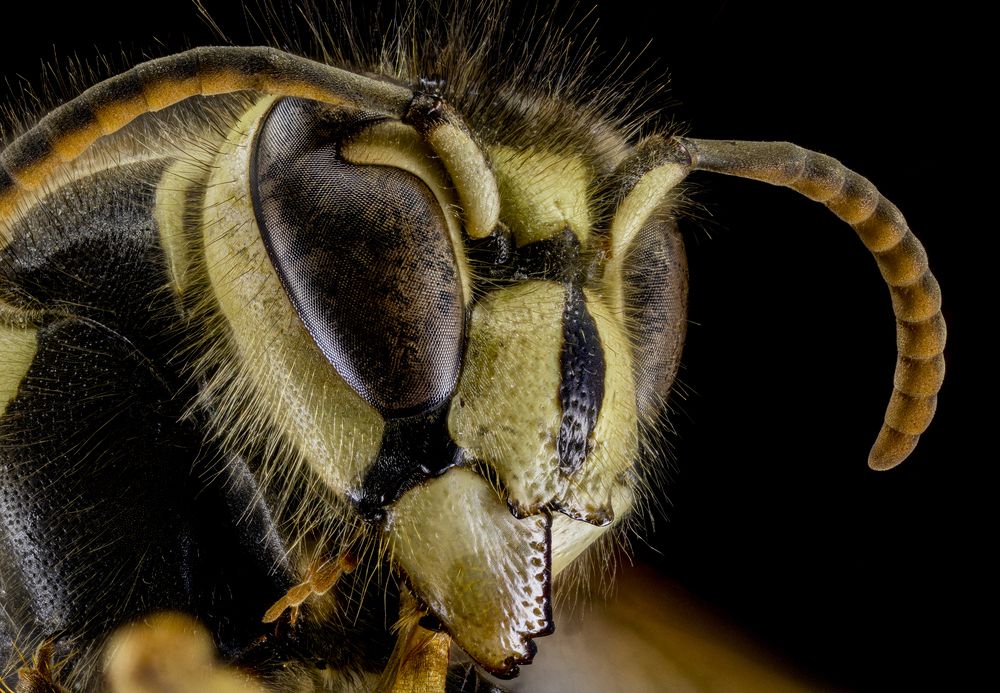 Bald-Faced Hornet