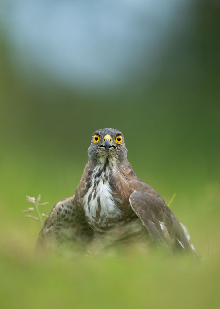 Photograph by Ahren pinto