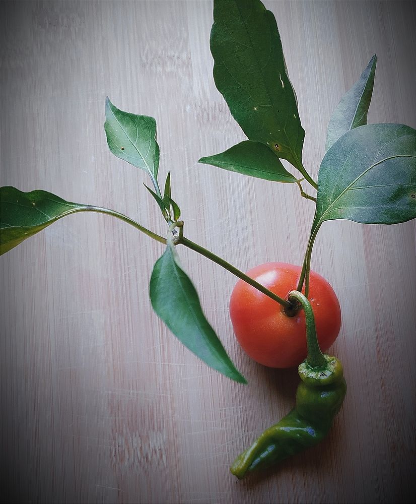 Photograph by Saliha Jan