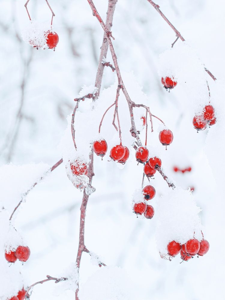 Фотография автора Micca