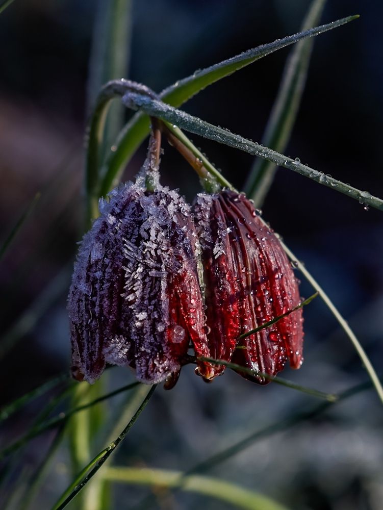 Photograph by Сергей Конюшенко