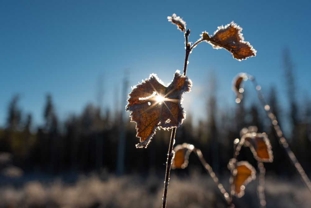 Photograph by Альварис Сукманюк