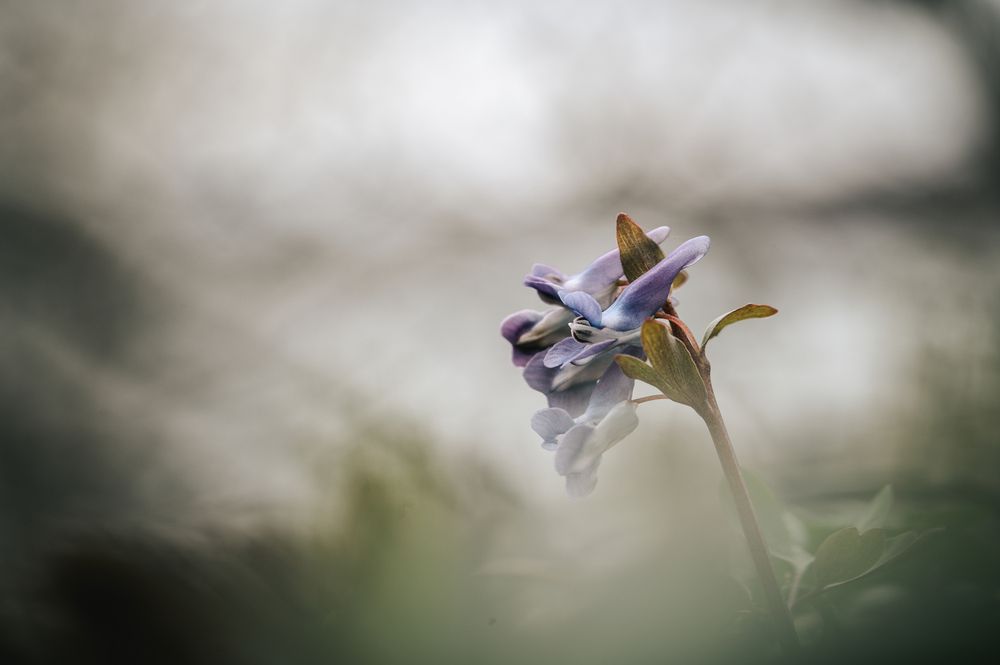 Photograph by Оксана О.