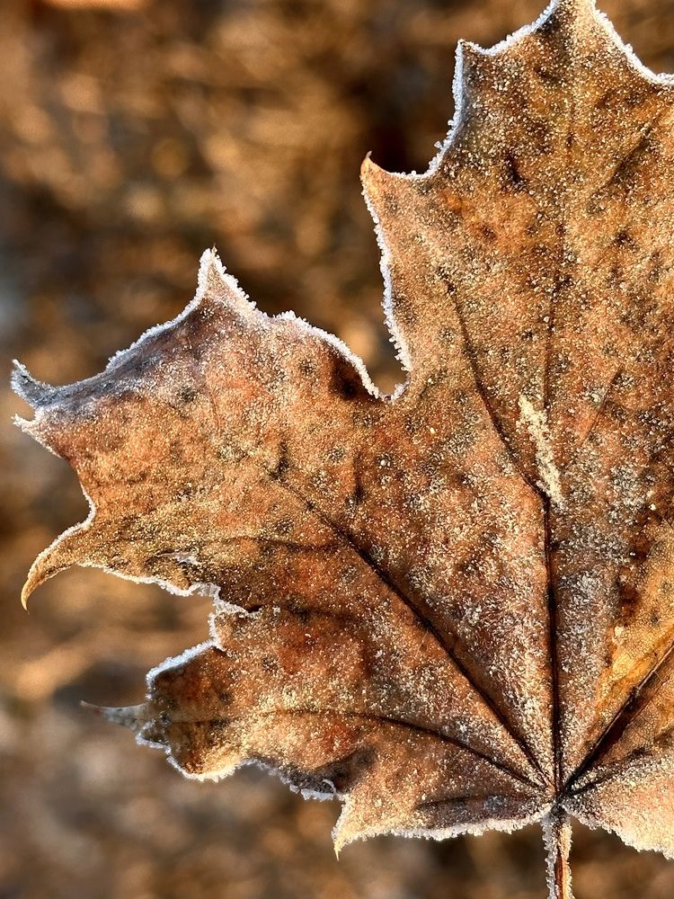 Photograph by Ольга Белопухова