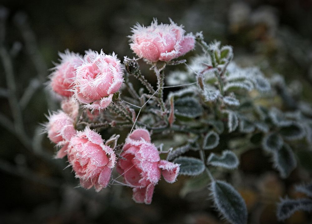 Photograph by Виктор Масальский