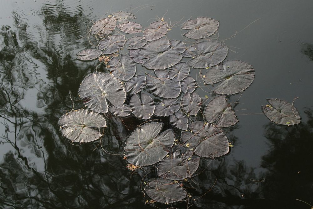 Photograph by Partha Poddar