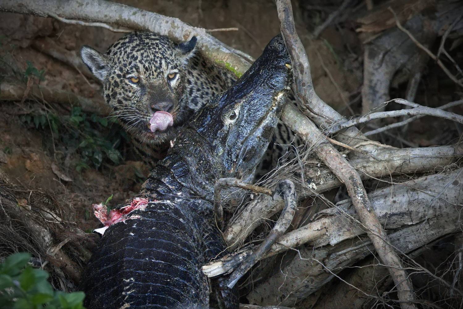 Ягуар против каймана