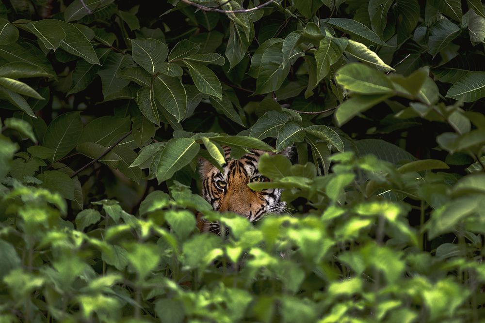 Photograph by Neeraj Gade