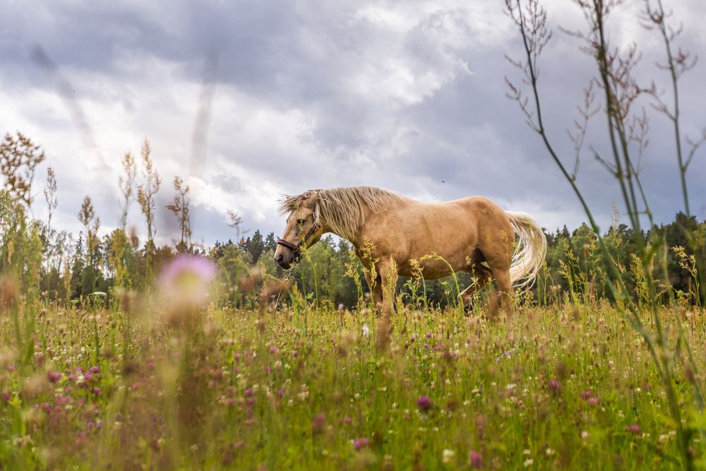 Фотография автора Andris Salmins