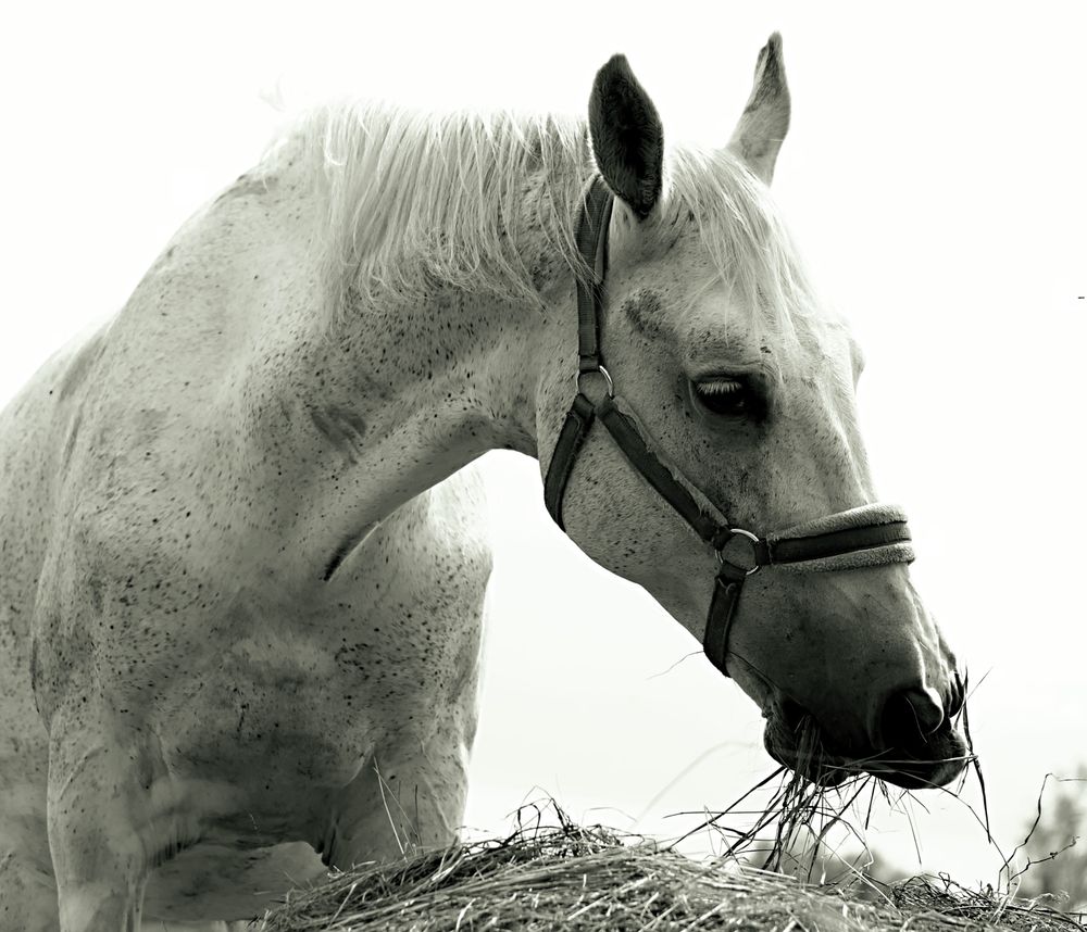 Photograph by Татьяна Слесарева