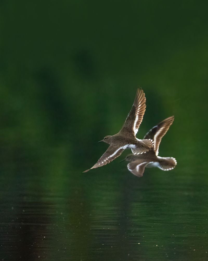 Фотография автора JISHNUDEV PULINKUZHY