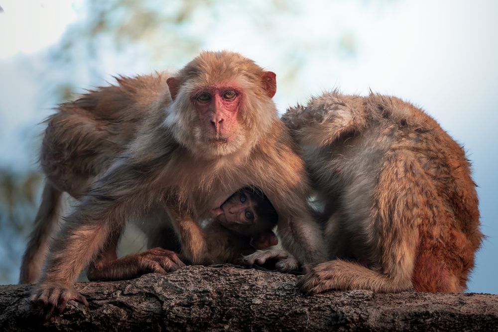 Фотография автора Abhisek Bagaria
