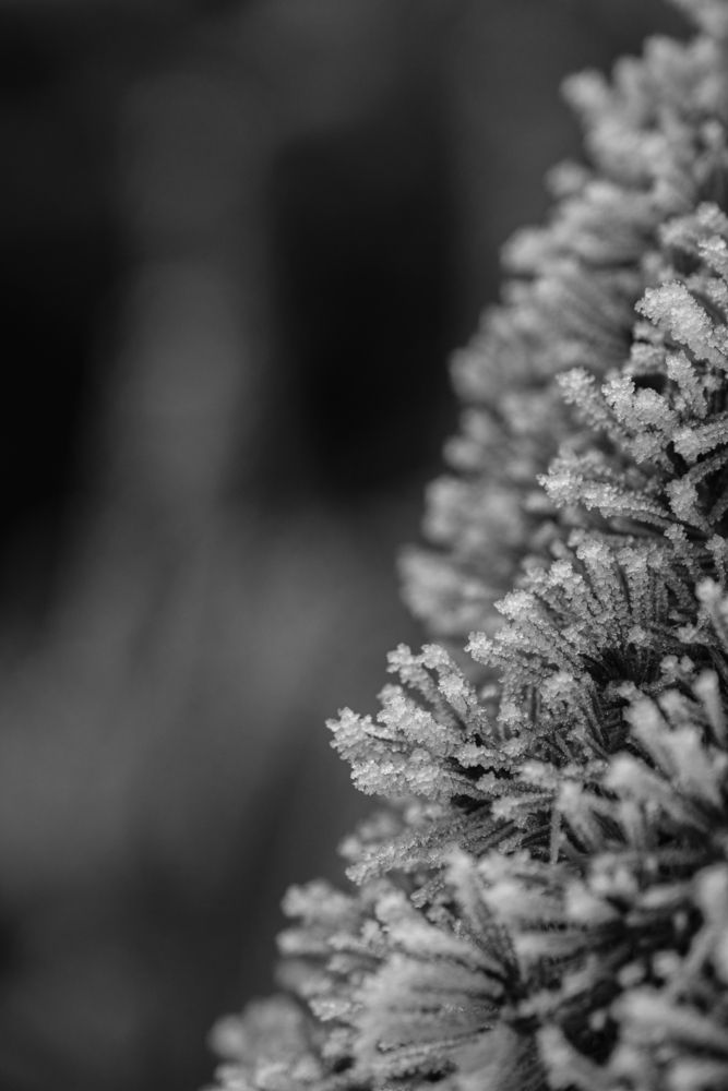 Photograph by Veronika Biró