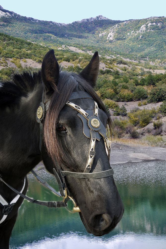 Гнедой красавец