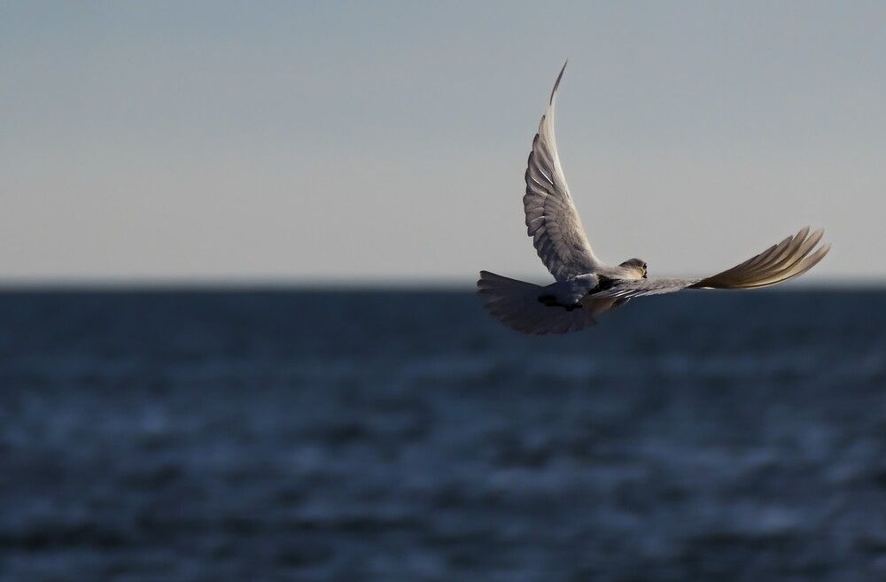 Photograph by Yulia Stepanova