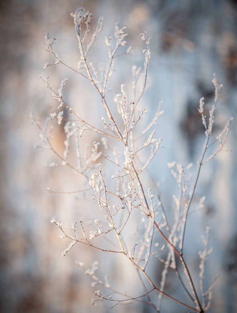 Фотография автора NIKOLAY KALININ