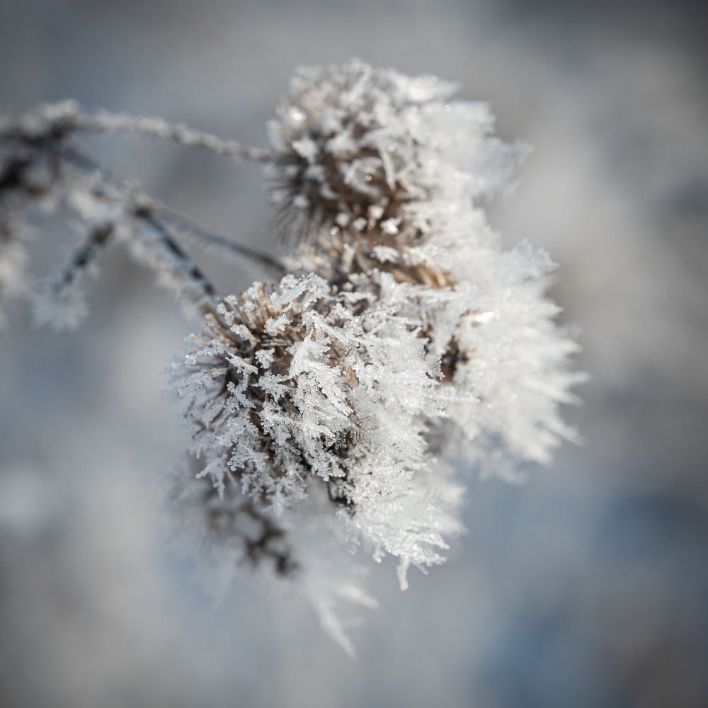 Фотография автора NIKOLAY KALININ