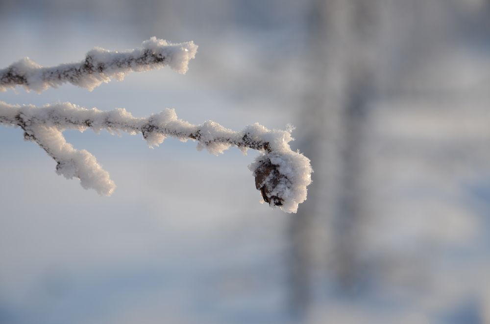 Фотография автора Мария Черница