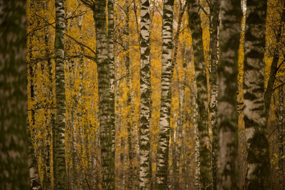 Photograph by Наталия Комаровская