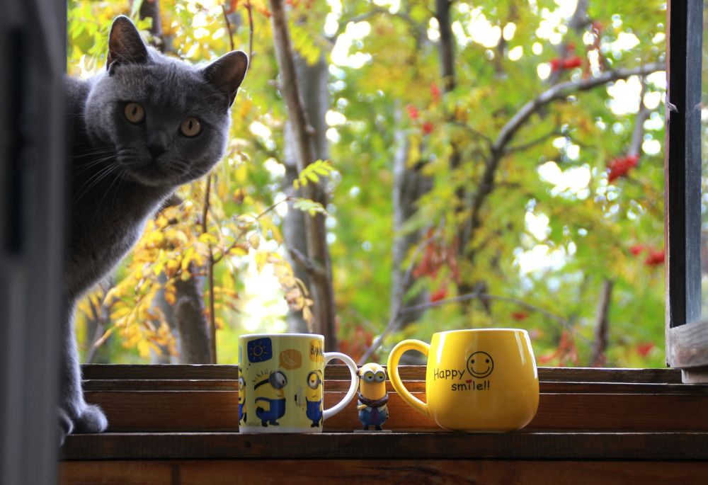 Фотография автора Светлана Терехова