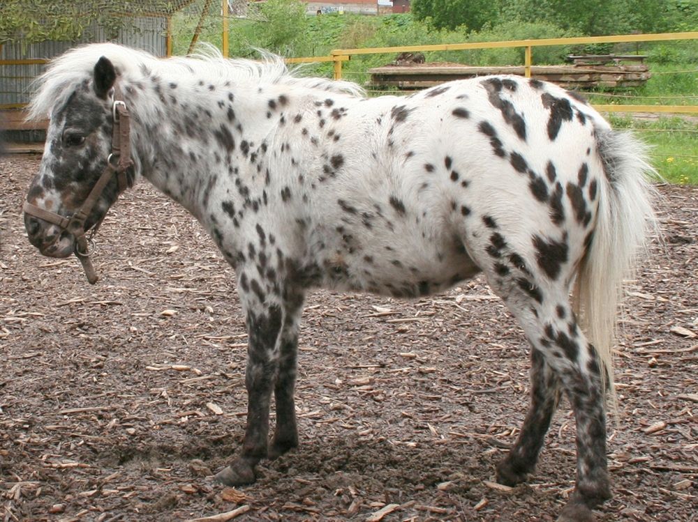Шетлендский пони тоже лошадка, но маленькая