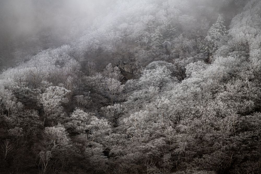 Photograph by Iwamoto Reina