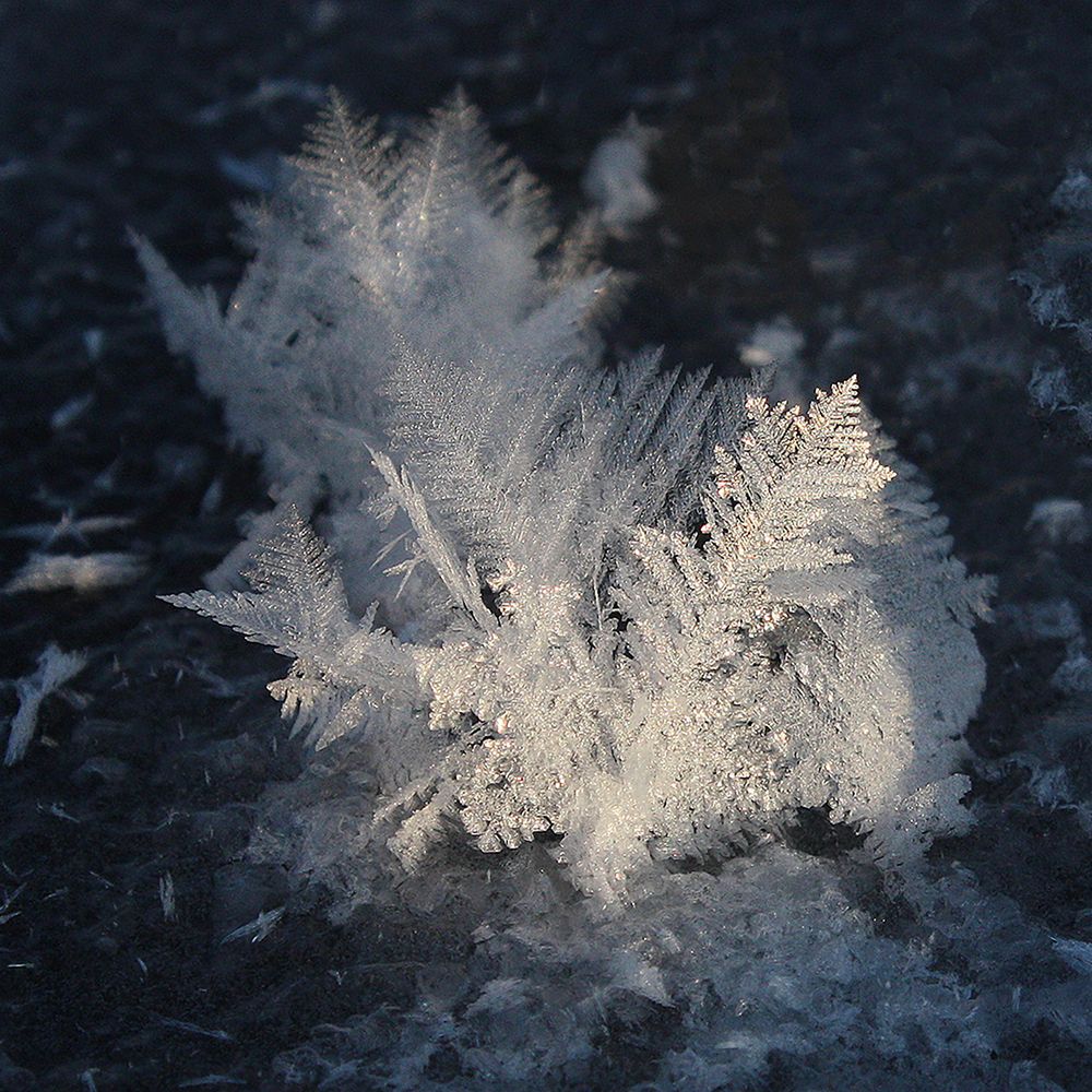 Зимний цветок